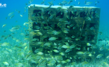 Bandırma Erdek Körfezi’nde Yer Alan Yapay Resifler İncelenecek erdek-yapay-resif