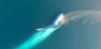 Mavi Balina Nasıl Beslenir?