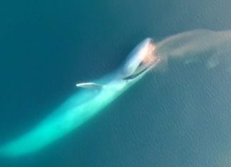 Mavi Balina Nasıl Beslenir?