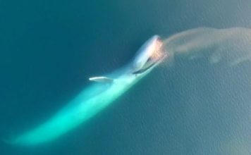 Mavi Balina Nasıl Beslenir?