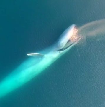 Mavi Balina Nasıl Beslenir?