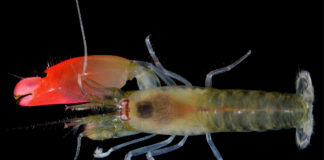 Rock ve Sualtının Sıradışı Birlikteliği – PINK FLOYD KARİDESİ synalpheus_pinkfloydi