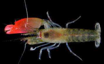 Rock ve Sualtının Sıradışı Birlikteliği – PINK FLOYD KARİDESİ synalpheus_pinkfloydi