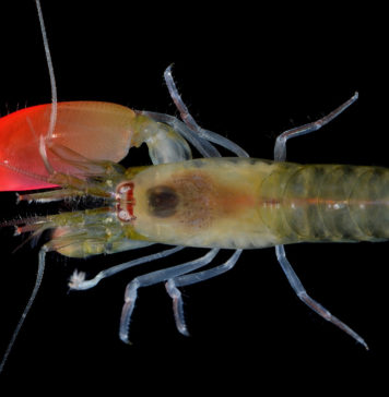 Rock ve Sualtının Sıradışı Birlikteliği – PINK FLOYD KARİDESİ synalpheus_pinkfloydi