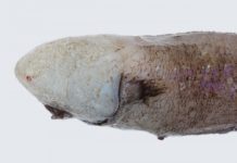 4 bin Metrede Yaşayan Balık Yıllar Sonra Görüntülendi 4 bin Metrede Yaşayan Balık Yıllar Sonra Görüntülendi