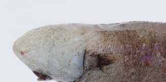 4 bin Metrede Yaşayan Balık Yıllar Sonra Görüntülendi 4 bin Metrede Yaşayan Balık Yıllar Sonra Görüntülendi