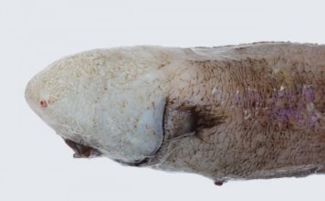 4 bin Metrede Yaşayan Balık Yıllar Sonra Görüntülendi 4 bin Metrede Yaşayan Balık Yıllar Sonra Görüntülendi