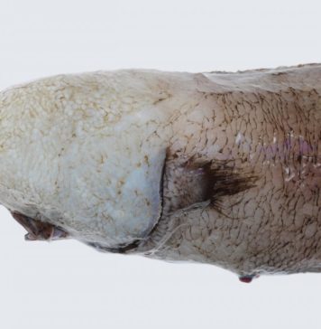 4 bin Metrede Yaşayan Balık Yıllar Sonra Görüntülendi 4 bin Metrede Yaşayan Balık Yıllar Sonra Görüntülendi