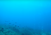 Sualtında ve Su Kaynaklarında Deprem Sinyalleri