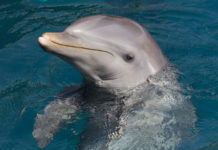 Sualtı Dokunmatik Ekranları ile Yunusların Zeka Seviyeleri Test Ediliyor