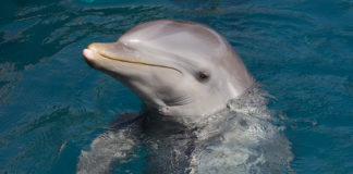 Sualtı Dokunmatik Ekranları ile Yunusların Zeka Seviyeleri Test Ediliyor