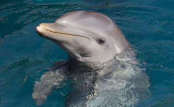 Sualtı Dokunmatik Ekranları ile Yunusların Zeka Seviyeleri Test Ediliyor