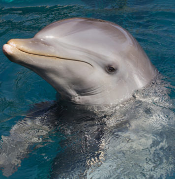 Sualtı Dokunmatik Ekranları ile Yunusların Zeka Seviyeleri Test Ediliyor