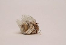 Aki Inomata Hermit Yengeçlerine Yeni Kabuklar Tasarlıyor