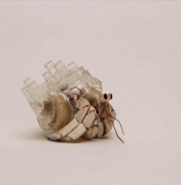 Aki Inomata Hermit Yengeçlerine Yeni Kabuklar Tasarlıyor