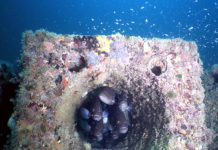 Erdek Körfezi’nde yer alan Yapay Resifler Verimliliği Artırdı erdek-yapay-resifler