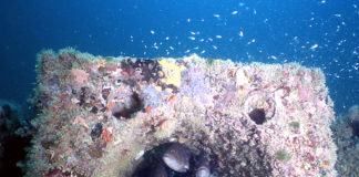 Erdek Körfezi’nde yer alan Yapay Resifler Verimliliği Artırdı erdek-yapay-resifler