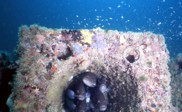 Erdek Körfezi’nde yer alan Yapay Resifler Verimliliği Artırdı erdek-yapay-resifler