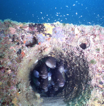 Erdek Körfezi’nde yer alan Yapay Resifler Verimliliği Artırdı erdek-yapay-resifler