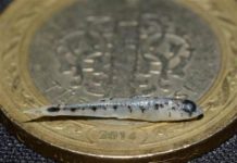 NANO Balık – Türk Bilim İnsanları Keşfetti