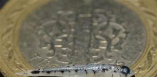 NANO Balık – Türk Bilim İnsanları Keşfetti