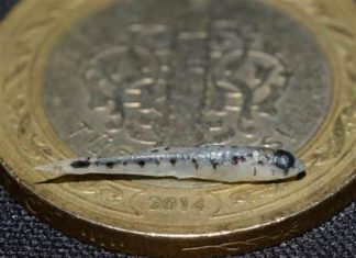 NANO Balık – Türk Bilim İnsanları Keşfetti