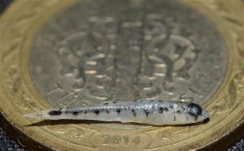 NANO Balık – Türk Bilim İnsanları Keşfetti