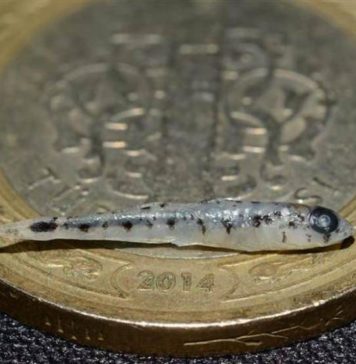 NANO Balık – Türk Bilim İnsanları Keşfetti