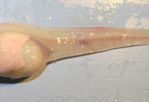 Okyanusun Derinlerinde Yaşayan Balık Türleri Keşfedilmeyi Bekliyor