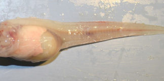 Okyanusun Derinlerinde Yaşayan Balık Türleri Keşfedilmeyi Bekliyor