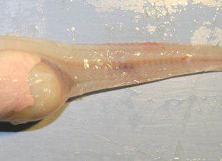 Okyanusun Derinlerinde Yaşayan Balık Türleri Keşfedilmeyi Bekliyor