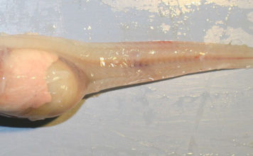 Okyanusun Derinlerinde Yaşayan Balık Türleri Keşfedilmeyi Bekliyor