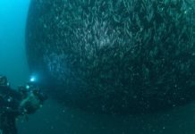 Hamsi Karadeniz’de doğal ortamında görüntülendi