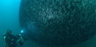 Hamsi Karadeniz’de doğal ortamında görüntülendi