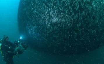 Hamsi Karadeniz’de doğal ortamında görüntülendi