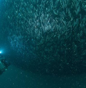 Hamsi Karadeniz’de doğal ortamında görüntülendi