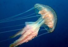 TÜDAV ‘Denizanaları’ İle İlgili Bir Poster Hazırladı