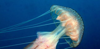 TÜDAV ‘Denizanaları’ İle İlgili Bir Poster Hazırladı