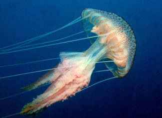 TÜDAV ‘Denizanaları’ İle İlgili Bir Poster Hazırladı