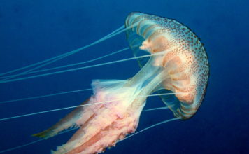 TÜDAV ‘Denizanaları’ İle İlgili Bir Poster Hazırladı