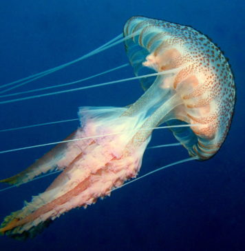 TÜDAV ‘Denizanaları’ İle İlgili Bir Poster Hazırladı