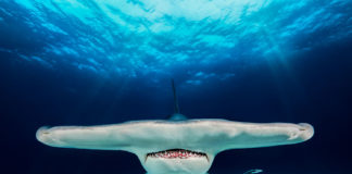 2018 Yılının Sualtı Fotoğrafçısı Yarışmasının Kazananları