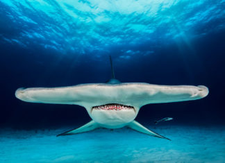 2018 Yılının Sualtı Fotoğrafçısı Yarışmasının Kazananları