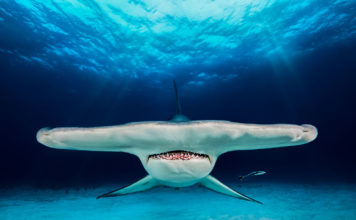 2018 Yılının Sualtı Fotoğrafçısı Yarışmasının Kazananları