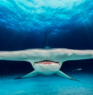 2018 Yılının Sualtı Fotoğrafçısı Yarışmasının Kazananları