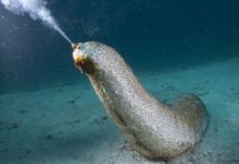 Deniz Patlıcanı (Deniz Hıyarı) Hakkında TSSF Tarafından Yapılan Başvuruya Cevap Geldi.