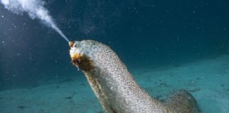 Deniz Patlıcanı (Deniz Hıyarı) Hakkında TSSF Tarafından Yapılan Başvuruya Cevap Geldi.