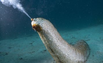 Deniz Patlıcanı (Deniz Hıyarı) Hakkında TSSF Tarafından Yapılan Başvuruya Cevap Geldi.