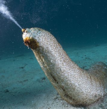 Deniz Patlıcanı (Deniz Hıyarı) Hakkında TSSF Tarafından Yapılan Başvuruya Cevap Geldi.