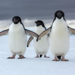Antarktika’da 1,5 Milyonluk Penguen Sürüsü Keşfedildi